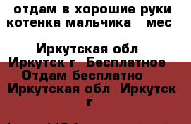 отдам в хорошие руки котенка мальчика 2 мес - Иркутская обл., Иркутск г. Бесплатное » Отдам бесплатно   . Иркутская обл.,Иркутск г.